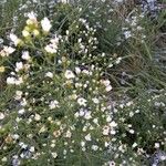 Symphyotrichum ericoides Kvet