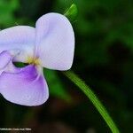 Vigna vexillata Fleur