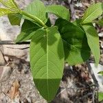 Holarrhena pubescens Leaf