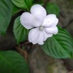 Impatiens flaccida പുഷ്പം