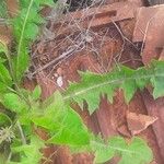 Taraxacum campylodesഇല