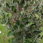 Feijoa sellowiana Leaf