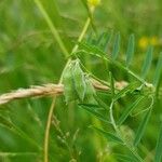 Vicia hirsuta Frucht