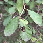 Ehretia amoena Hoja