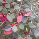 Loropetalum chinenseLeaf