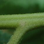 Microlepia speluncae Leaf