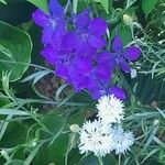 Delphinium ajacis Λουλούδι