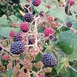 Rubus ulmifolius Fruit