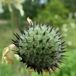 Cephalaria gigantea Frutto