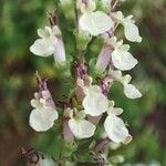 Teucrium scorodoniaFlor