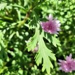 Crepis rubra Hoja