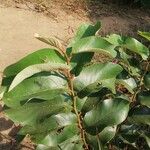Annona senegalensis Leaf