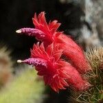 Cleistocactus samaipatanus Virág