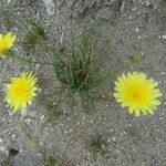 Malacothrix glabrata Flower