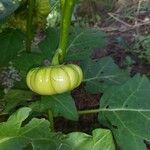 Solanum aethiopicum Frutto