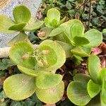 Cotyledon orbiculata Leaf