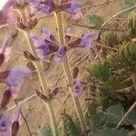 Salvia verbenaca Virág