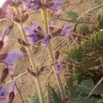 Salvia verbenaca Blüte