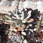 Pachyphytum oviferumपत्ता