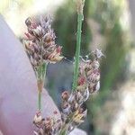 Juncus subulatus Fula