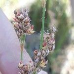 Juncus subulatus Blüte