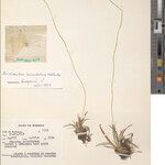 Eriocaulon inundatum Otro