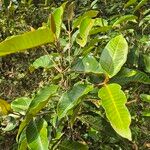 Harungana madagascariensis Hoja