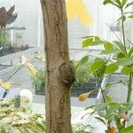 Swietenia macrophylla چھال