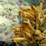 Oxera gmelinoides फूल