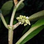 Besleria flavovirens Кветка