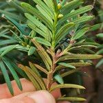 Taxus cuspidata Blatt