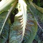 Lactuca sativa Folha