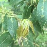 Quercus myrsinifolia Blatt