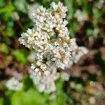 Fagopyrum esculentum Flower