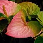 Anthurium andraeanumFlor