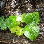 Preslianthus pittieri Leaf