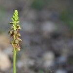 Orchis anthropophoraFloare