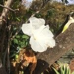 Ipomoea arborescens Flower