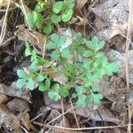 Nemophila aphylla Хабит