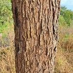 Sorbus domestica Kabuk