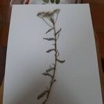 Achillea millefolium Folha