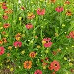 Helenium autumnale葉