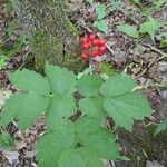 Actaea rubraFruit