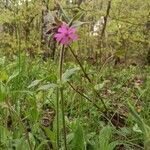 Silene dioicaFlower