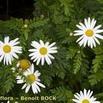 Argyranthemum broussonetii Natur