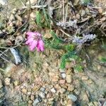 Erica ciliaris Foglia