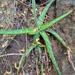 Aloe amudatensis Hoja