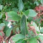 Viburnum sieboldii Leaf