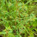 Euphorbia hyssopifolia आदत