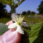 Verbascum × thapsi 花